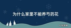 为什么家里不能养芍药花 芍药花为啥不能家里养