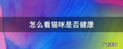 怎么看猫咪是否健康 怎么看宠物猫是否健康
