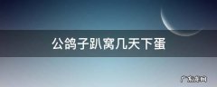 公鸽子趴窝好几天了 公鸽子趴窝几天下蛋