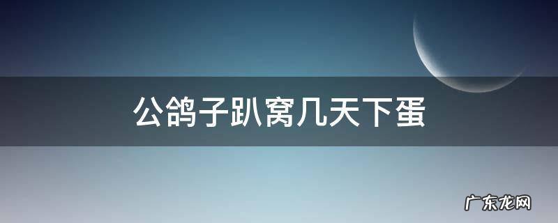 公鸽子趴窝好几天了 公鸽子趴窝几天下蛋