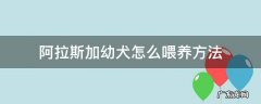 阿拉斯加犬幼犬怎么喂养 阿拉斯加幼犬怎么喂养方法
