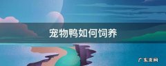 宠物鸭的饲养方法 宠物鸭如何饲养