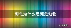 海龟是不是濒危动物 海龟为什么是濒危动物