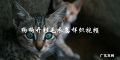 你知道怎样通过视频学习织狗狗开衫毛衣吗？