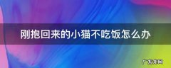 刚抱回来的小猫不吃饭怎么办 小猫刚抱回家不吃不喝