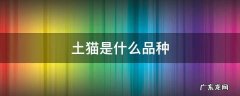 土猫是什么品种 英国土猫是什么品种