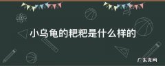 乌龟粑粑长啥样 小乌龟的粑粑是什么样的