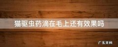 猫驱虫药滴在毛上还有效果吗 猫的驱虫剂滴在毛上还有用吗