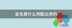 金毛是什么狗配出来的 金毛和小狗能配上吗