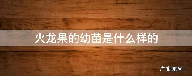 火龙果的幼苗是什么样子的 火龙果的幼苗是什么样的