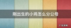 刚出生的小鸡怎样分辨公鸡母鸡 刚出生的小鸡怎么分公母
