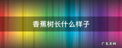 香蕉树长什么样子 香蕉树长什么样子用视的方法