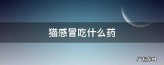 猫感冒吃什么药好得快 猫感冒吃什么药