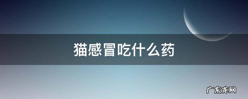 猫感冒吃什么药好得快 猫感冒吃什么药