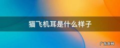 猫咪飞机耳是什么情况 猫飞机耳是什么样子