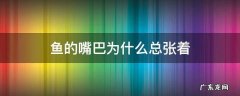 鱼的嘴巴为什么总张着 鱼为什么一直在张嘴?