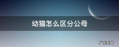 幼猫怎么区分公母 幼猫怎么区分公母图解