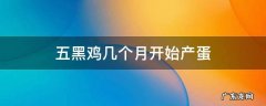 五黑鸡几个月生蛋 五黑鸡几个月开始产蛋