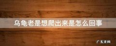 乌龟老是想爬出来是怎么回事 乌龟老是想爬出来怎么办