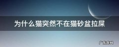 为什么猫突然不在猫砂盆拉屎 猫咪突然不在猫砂盆拉屎