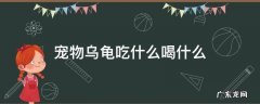 乌龟吃什么 宠物乌龟吃什么喝什么
