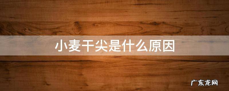 小麦干尖是什么原因 小麦出现干尖