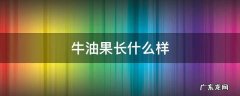 牛油果长什么样子图片大全 牛油果长什么样