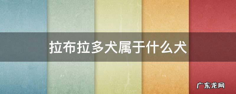 拉布拉多犬属于什么犬种 拉布拉多犬属于什么犬