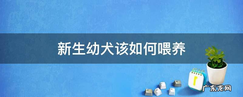 新生幼犬怎么喂养 新生幼犬该如何喂养
