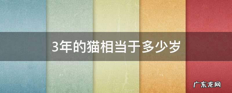 3年的猫是多少岁 3年的猫相当于多少岁