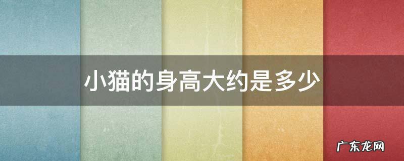 小猫咪的身高是多少 小猫的身高大约是多少