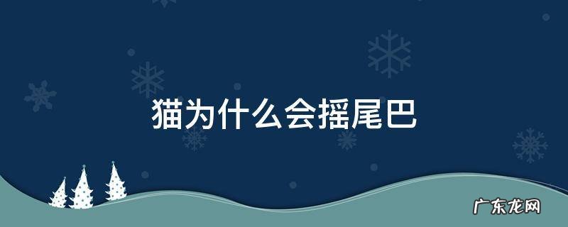 猫为什么会摇尾巴尖 猫为什么会摇尾巴