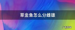 草金鱼怎么分雌雄图解 草金鱼怎么分雌雄