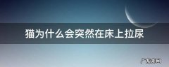 猫为啥突然在床上拉尿 猫为什么会突然在床上拉尿