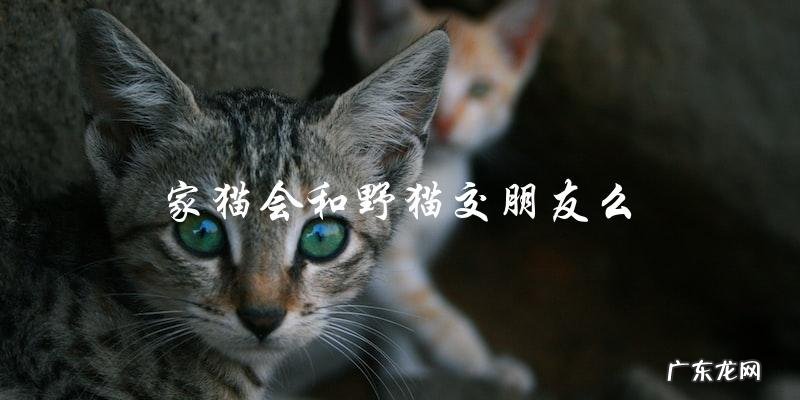 家猫和野猫会成为朋友吗?