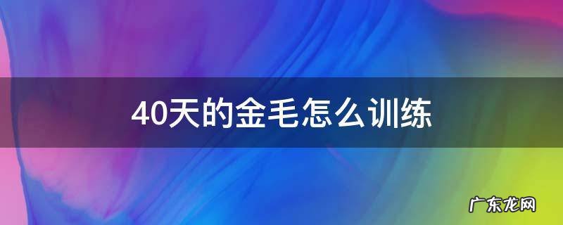 40天的金毛怎么训练 40天金毛幼犬怎么训练
