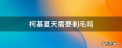 柯基夏天需要剃毛吗 柯基冬天能剃毛吗