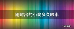 刚孵出的小鸡多久喂水 刚孵化出小鸡几小时喂水