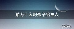 为什么猫把孩子叼给主人 猫为什么叼孩子给主人