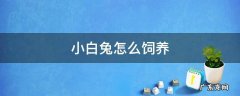 小白兔怎么饲养 小白兔怎么饲养作文