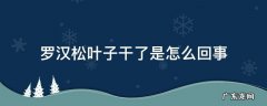 罗汉松干叶子是什么毛病 罗汉松叶子干了是怎么回事