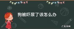 狗被吓尿了该怎么办 狗狗被吓尿是什么样的状态