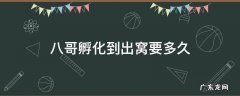 八哥孵化到出窝要多久 八哥孵化到出窝要多久图片