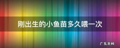 刚出生的小鱼苗多久喂一次 小鱼苗生下来多久能喂食