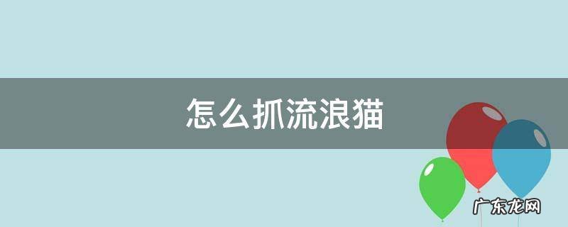 怎么抓流浪猫技巧 怎么抓流浪猫
