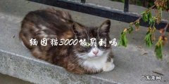 能否用3000元购买一只缅因猫？