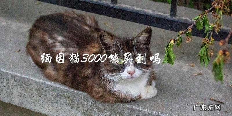 能否用3000元购买一只缅因猫?