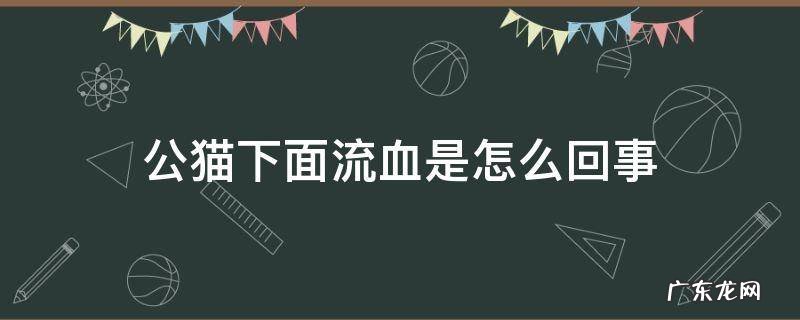 公猫下面流血是怎么回事 公猫的下面有血