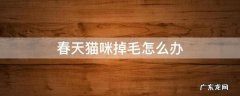 猫咪春天掉毛很厉害有什么办法 春天猫咪掉毛怎么办