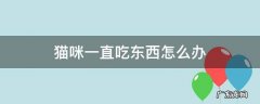 猫咪一直吃东西怎么办 猫咪总吃东西怎么办